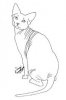 sphynx drawing.jpg