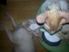 hansel taking care of hairy 2.jpg