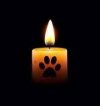 pawprint candle.jpg