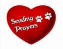 sending prayers heart pawprints.jpeg