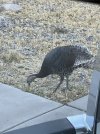 IMG_2452.jpeg