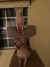 IMG_0389.jpeg