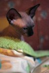 IMG_1076.jpeg