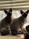 IMG_0541.jpeg