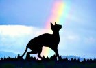 sphynx cat rainbow .jpg
