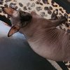tobylove cat wheel2.jpeg