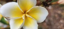 yellow plumeria TL.jpg