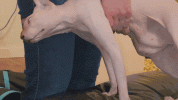 signal-2026-04-01-124906.gif