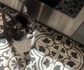 IMG_2466.jpeg