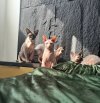 IMG_4316.jpeg