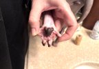paw after cleaning.jpg