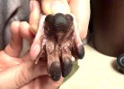 Paw before cleaning.jpg