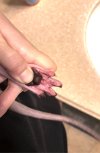 Paw after cleaning..jpg