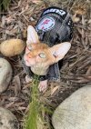 IMG_2986.jpeg
