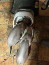 IMG_5175.jpeg