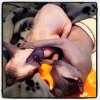 ImageUploadedByTapatalk 21371790809.864043.jpg ImageUploadedByTapatalk 21371790809.864043.jpg