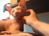 ImageUploadedByTapatalk1372122196.099236.jpg