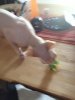 hairy scorpion hunting.jpg