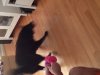 maddie playing with her toy 2.jpg