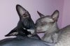 cuddles 5.jpg