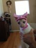 hansel piggy.jpg