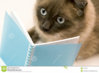 funny-surprised-cat-reading-blank-notebook-5840566.jpg