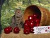 cat with apple.jpg