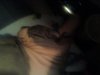 asleep in my lap.jpg