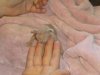 baby cueball.jpg