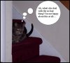 Cats 012.jpg