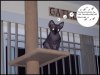Cats 007.jpg