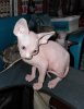 Pickles 9 wks (2).jpg