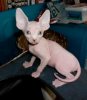 Pickles 9 wks.jpg