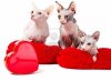 8590845-sphinx-cats-lying-on-red-pillows-with-heart-shaped-box-in-front.jpg