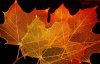 maple_leaves.jpg