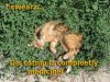 catnip-cat.jpg