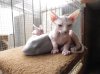9.1.12 yoda & cleo.jpg