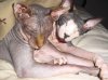 kittylove02.jpg