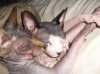 kittylove03.jpg