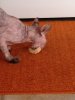 rooka eating 2.jpg