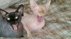 Clyde and Finley laughing.jpg
