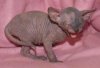 baby neepy.jpg