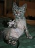 lykoi.jpg