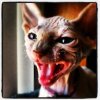 vamp kitty.jpg