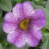 cal-lilac-mist-1x1.jpg