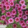 product_5533_listing.jpg