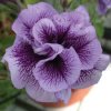 purple double petunia.jpg