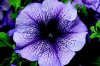 Petunias_Petunia_Grandiflora_Bravo_TM_Blue_Vein-1.medium.jpg