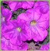 petunia-glow-lavender-shades.jpg