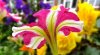 candy-striped-petunia-rear-view1.jpg